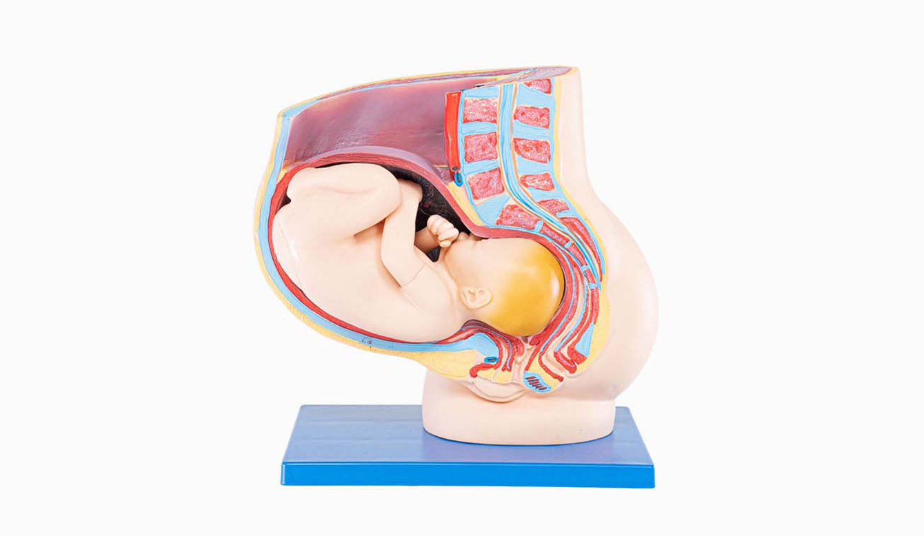 嘉美樂-歐盟品質快速供貨